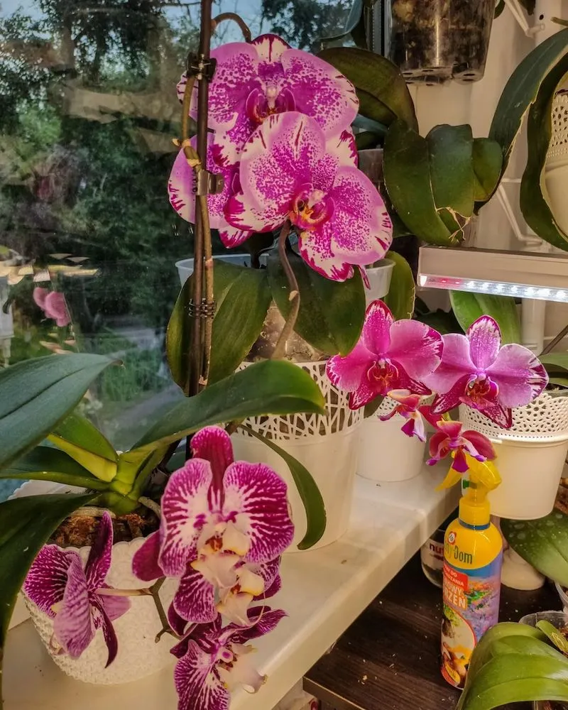 orchidee waehrend der ruhephase pflegen wie geht es