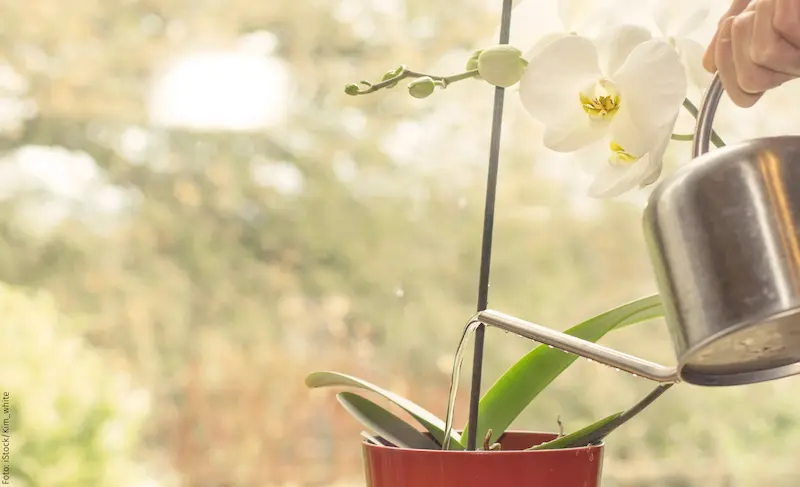 orchideen durch ableger vermehren wie geht es