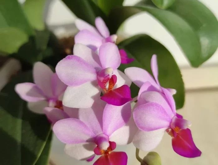 orchideen pflege nach der bluete erfahren sie hier mehr