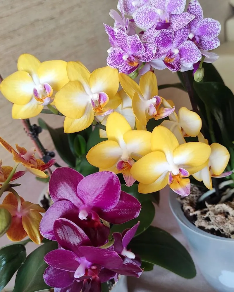 orchideen pflege tipps des monats erfahren sie hier mehr