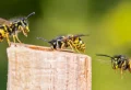 Papiertüte gegen Wespen - So können Sie die lästigen Insekten vertreiben
