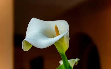 pflege garten blumen wie calla ueberwintern tipps infos