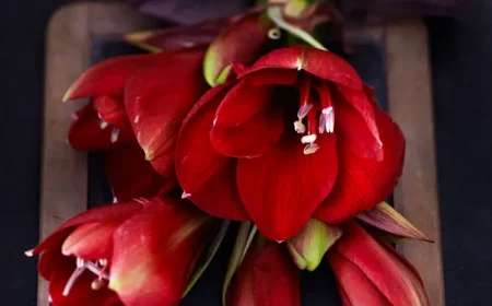 plege amaryllis blume amaryllis ruhephase rote amaryllis von nah bluehend
