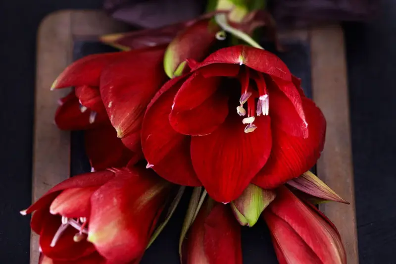 plege amaryllis blume amaryllis ruhephase rote amaryllis von nah bluehend