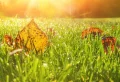 Rasendünger für den Herbst: Top-Tipps für die Herbstpflege für schöne Rasenflächen im Frühjahr