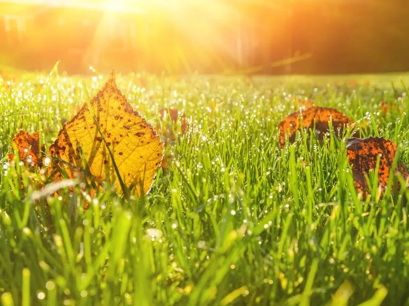 rasen im herbst duengen erfahren sie hier mehr