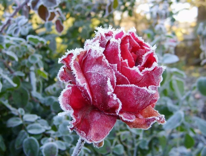 rosen ueberwintern tipps wie sie ihre rosen schuetzen vor frost