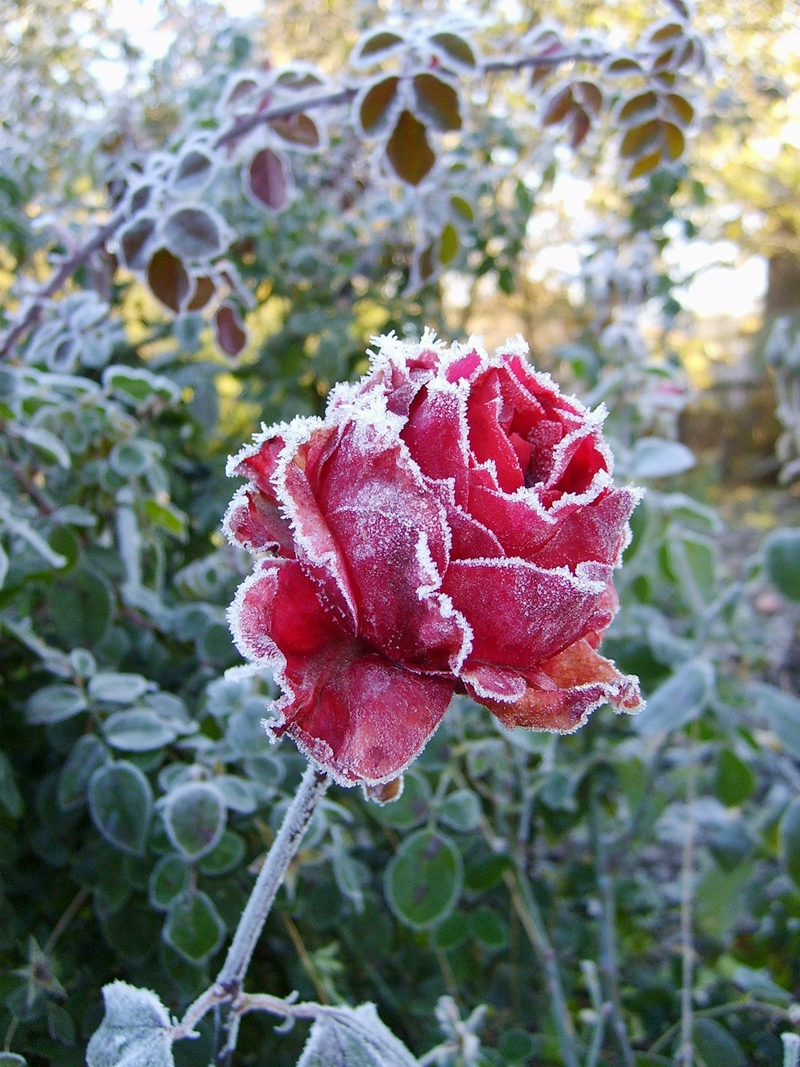 rosen ueberwintern tipps wie sie ihre rosen schuetzen vor frost