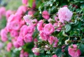 Rosenpflege im Herbst: Was müssen Sie machen, um eine gute Sommerblüte zu erhalten?