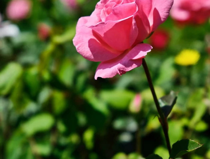 rosenpflege im herbst wunderschoene rosa blume rosen pflegen