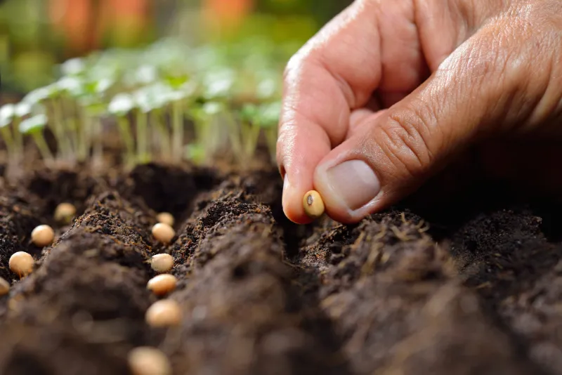 samen ernten und seaeen im herbst und wie