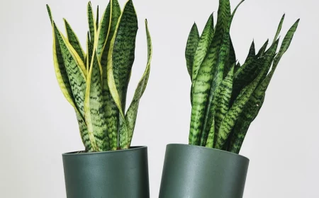 sansevieria vermehren ableger zwei pflanzen zimmerpflanze bogenhanf