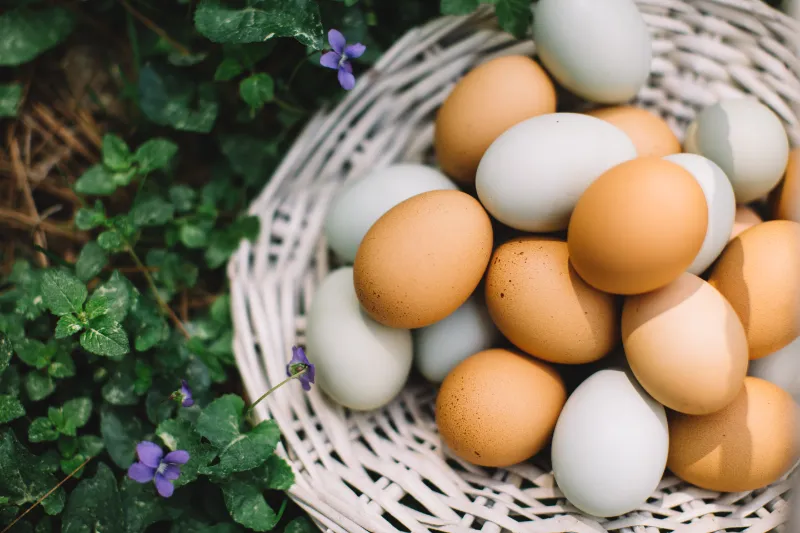 schmecken braune eier besser als weisse