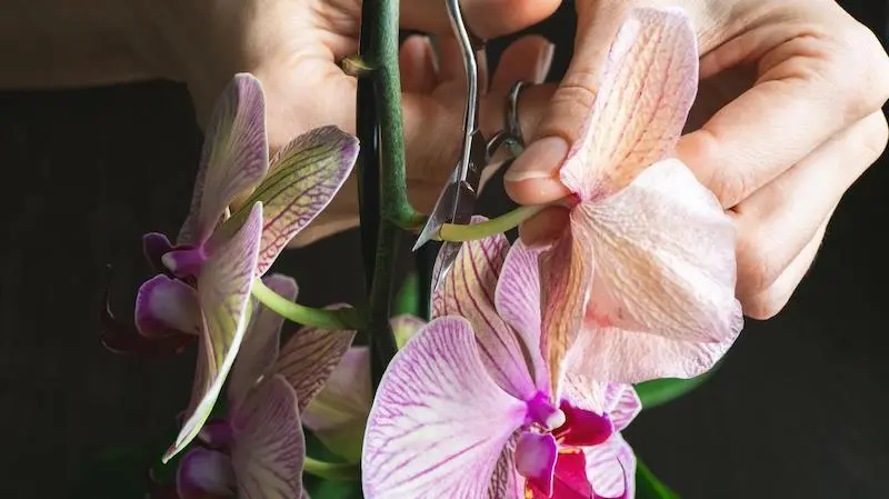 so koennen sie den ableger von einer orchidee entfernen