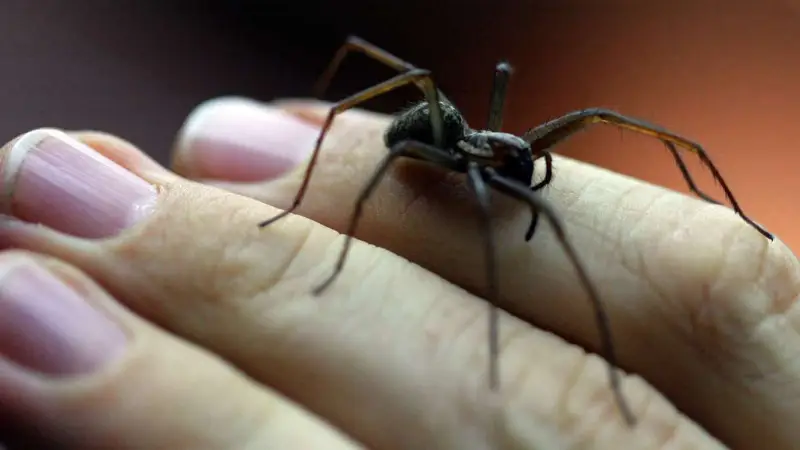 spinnen vertreiben draussen hauswinkelspinne gross schwarz auf hand