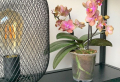 Orchideen-Ableger im Herbst abschneiden: Wie können Sie die Blütenstängel von Orchideen nach der Blüte schneiden?