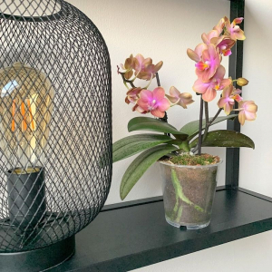 tipps und tricks orchideen ableger abschneiden