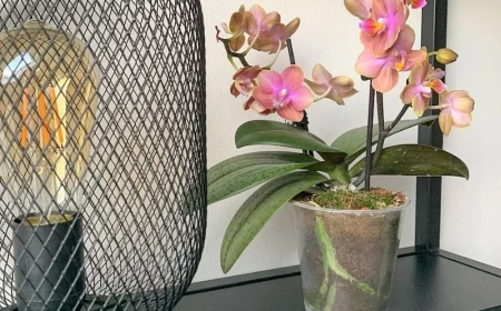 tipps und tricks orchideen ableger abschneiden