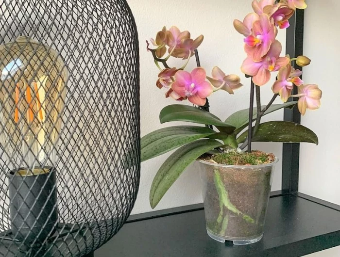 tipps und tricks orchideen ableger abschneiden