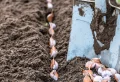 Knoblauch pflanzen im Herbst 2022: Alle Details über den Anbau von Knoblauchzehen