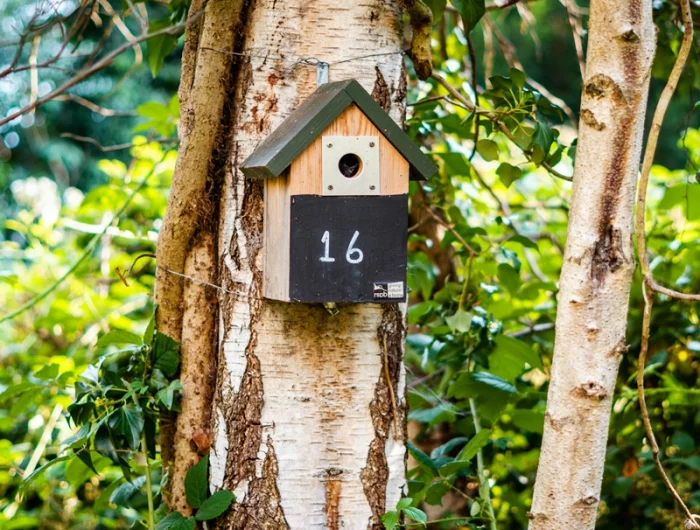 vogelhaus reinigen nistkasten aus holz holzkasten baum
