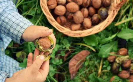 walnuesse ernten und lagern wie geht es erfahren sie hier