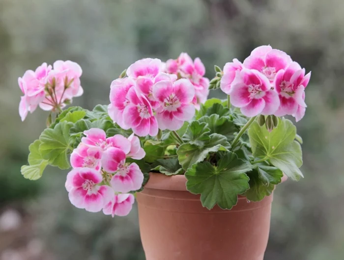 wann geranien aus dem keller holen rosa blumen im topf