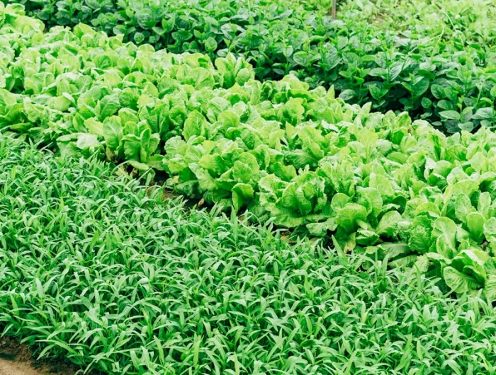 wann hat endiviensalat saison verschiedene salate anbauen tipps