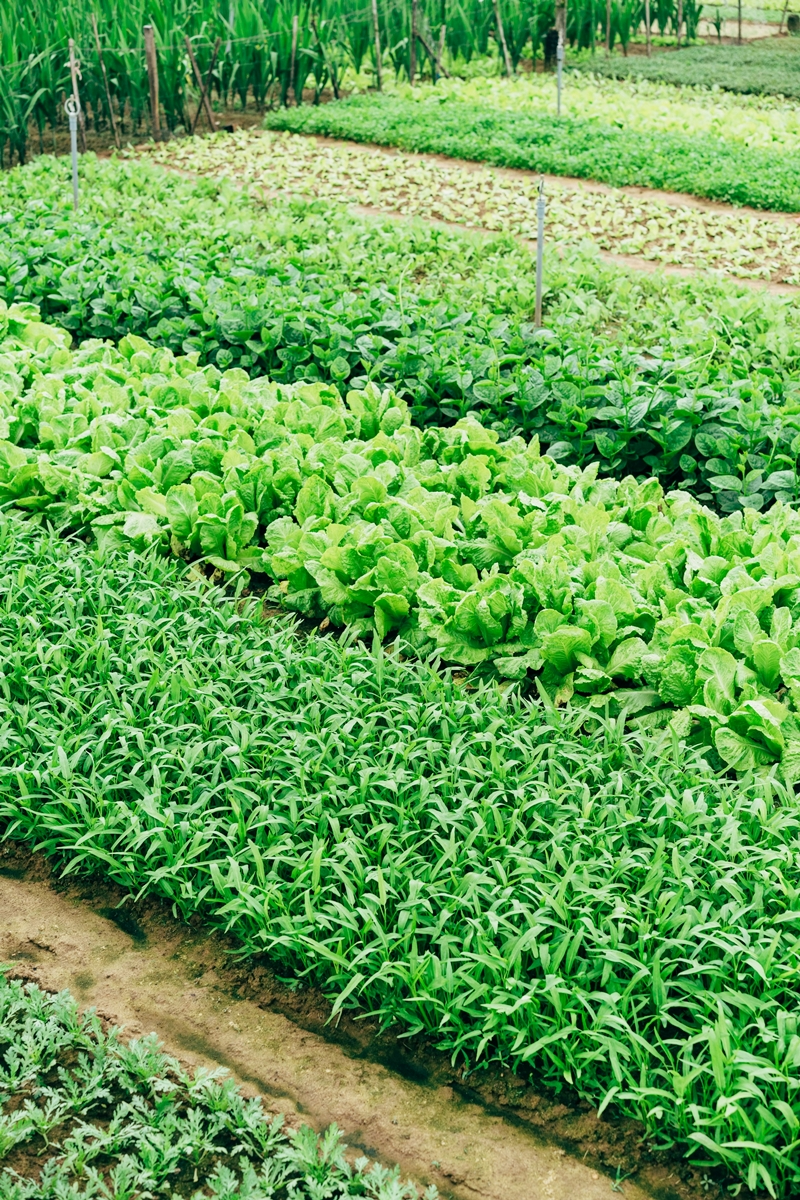 wann hat endiviensalat saison verschiedene salate anbauen tipps