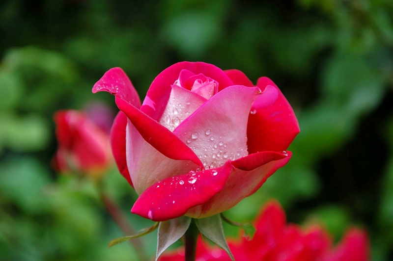 wann pflanzt man rosen im herbst rosa blume rosenpflege