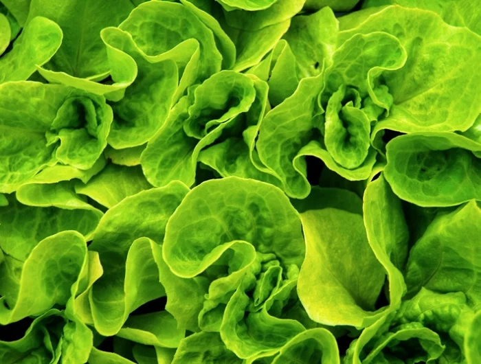 wann welches gemüse pflanzen tabelle salat salatblaetter