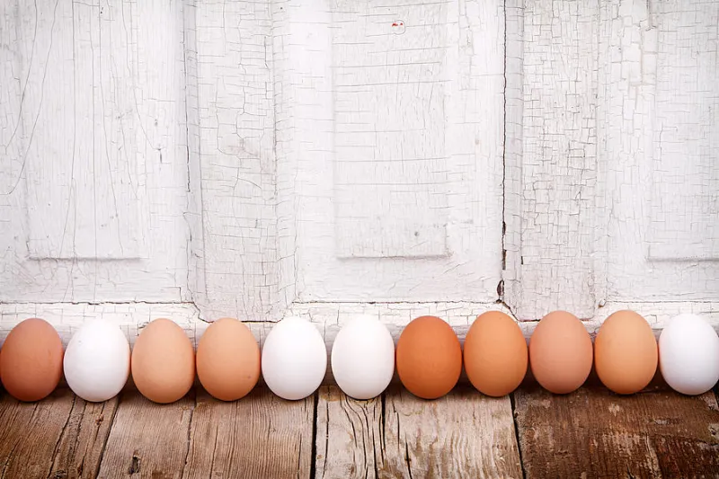 warum gibt es braune und weisse eier informationen