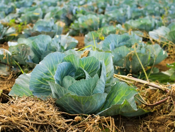 was kann man im oktober noch pflanzen salat kohl