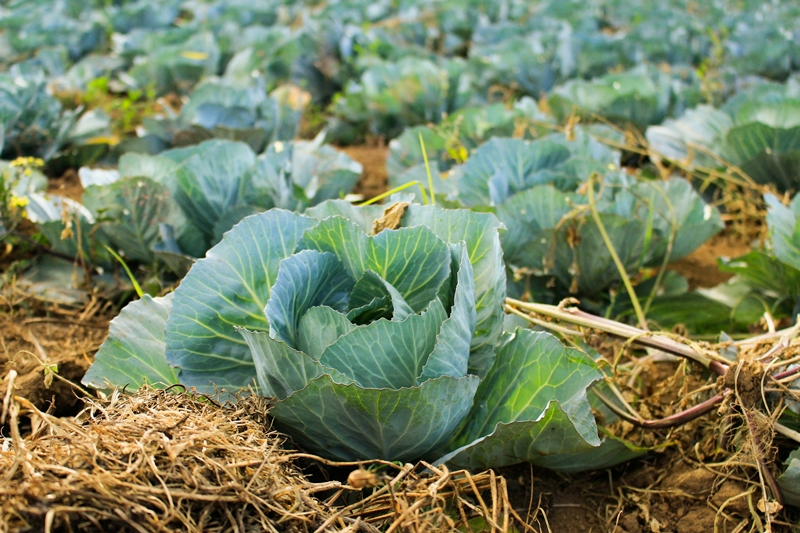 was kann man im oktober noch pflanzen salat kohl