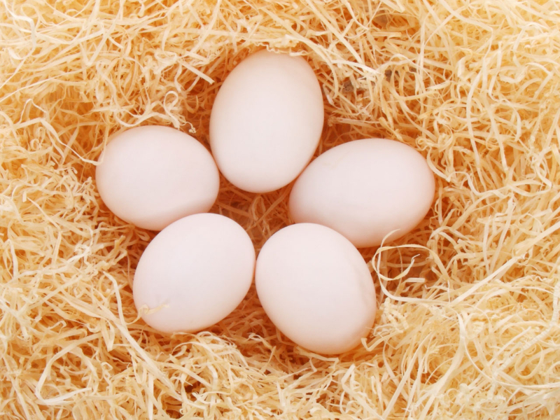 weisse eier gesunde ernaehrung