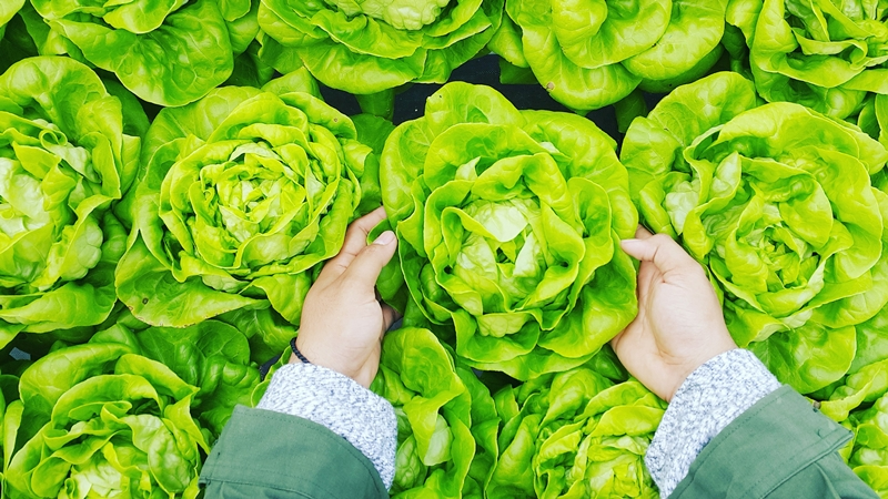 welches gemuese im herbst pflanzen gruensalat salat anbauen