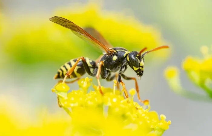 wespe auf gelber blüte wie wespen fernhalten vom eigenen garten