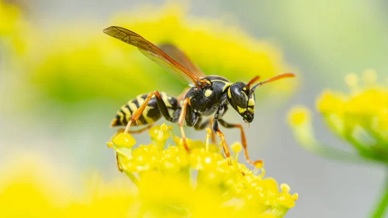 wespe auf gelber blüte wie wespen fernhalten vom eigenen garten