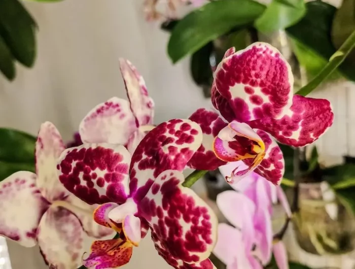 wie behandelt man orchideen wenn sie verblueht sind