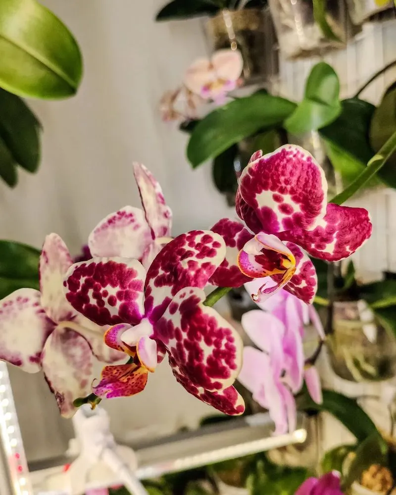 wie behandelt man orchideen wenn sie verblueht sind