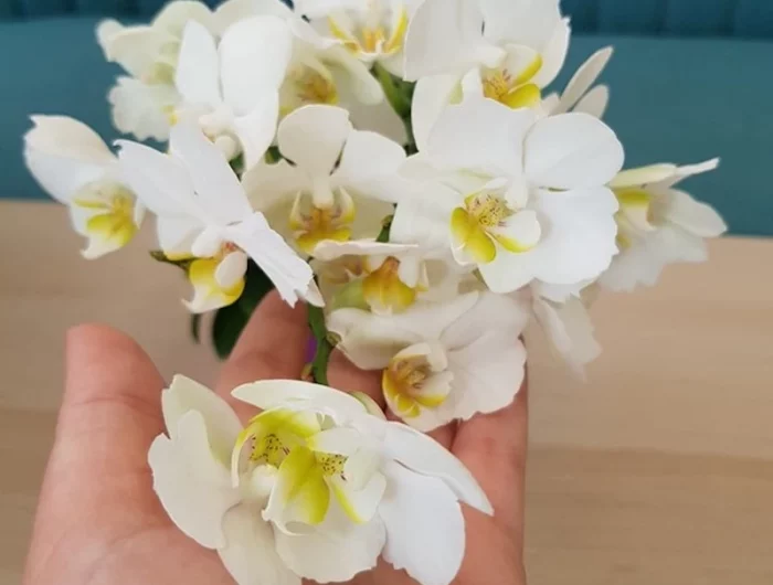 wie lange dauert die ruhephase bei orchideen