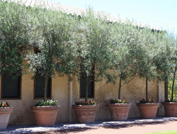 wie olivenbaum ueberwintern feuchtigkeit vorbeugen