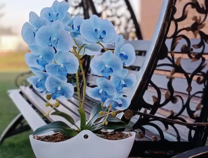 wie sieht eine orchidee in der ruhephase aus