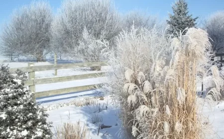 wie wird pampasgras im winter gepflegt erfahren sie hier