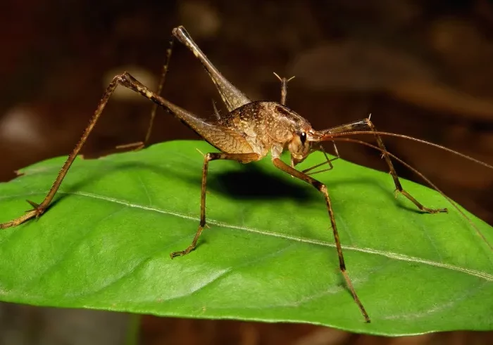 1 hoehlenschrecken insekte die nicht gefaehrlich sind fuer menschen