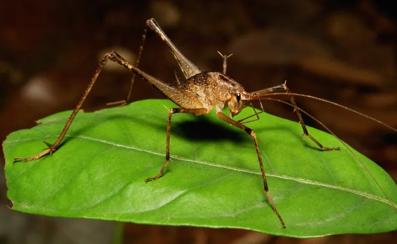 hoehlenschrecken insekte die nicht gefaehrlich sind fuer menschen