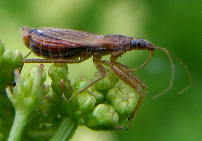 5 haushalt harmlose insekten im garten sichelwanzen