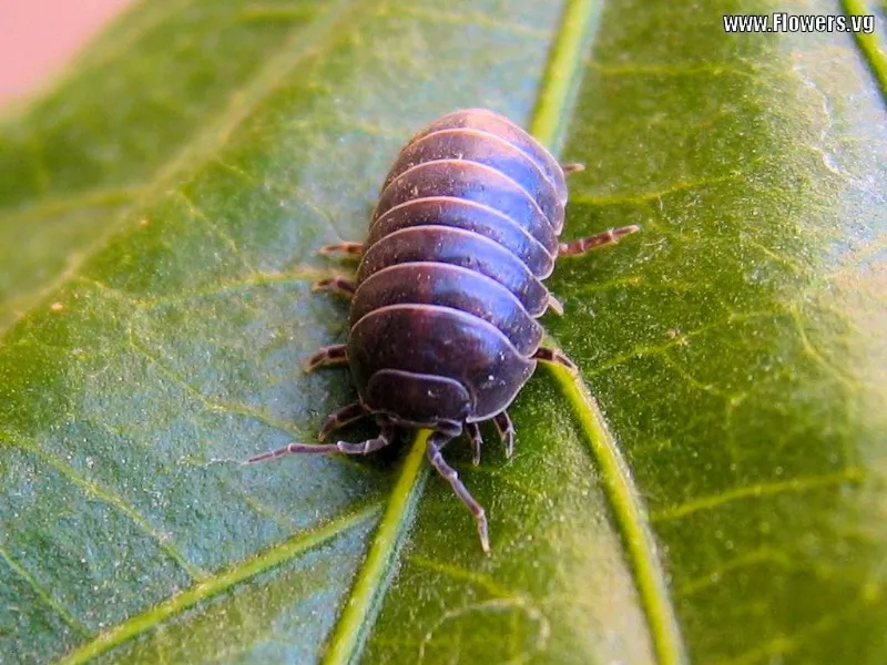 8 insekten die harmlos sind gemeine rollassel auf einem blatt