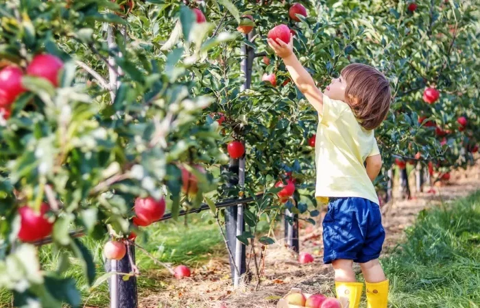 äpfel pflücken mit kindern garten aktivitäten