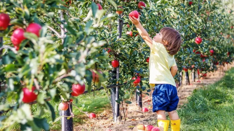äpfel pflücken mit kindern garten aktivitäten